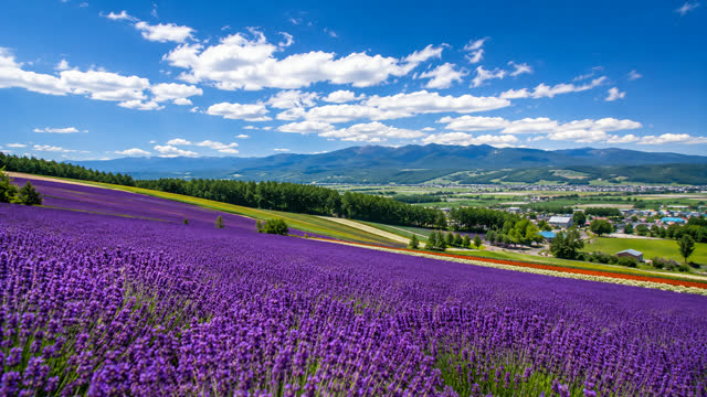 富良野・美瑛